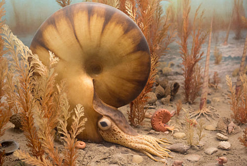 Our Mollusk Correspondent